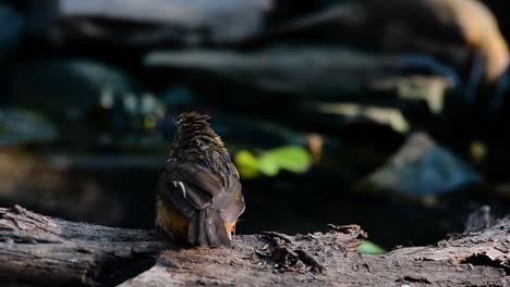 The-Abbot’s-Babbler-is-found-in-the-Himalayas-to-South-Asia-and-the-Southeast-Asia