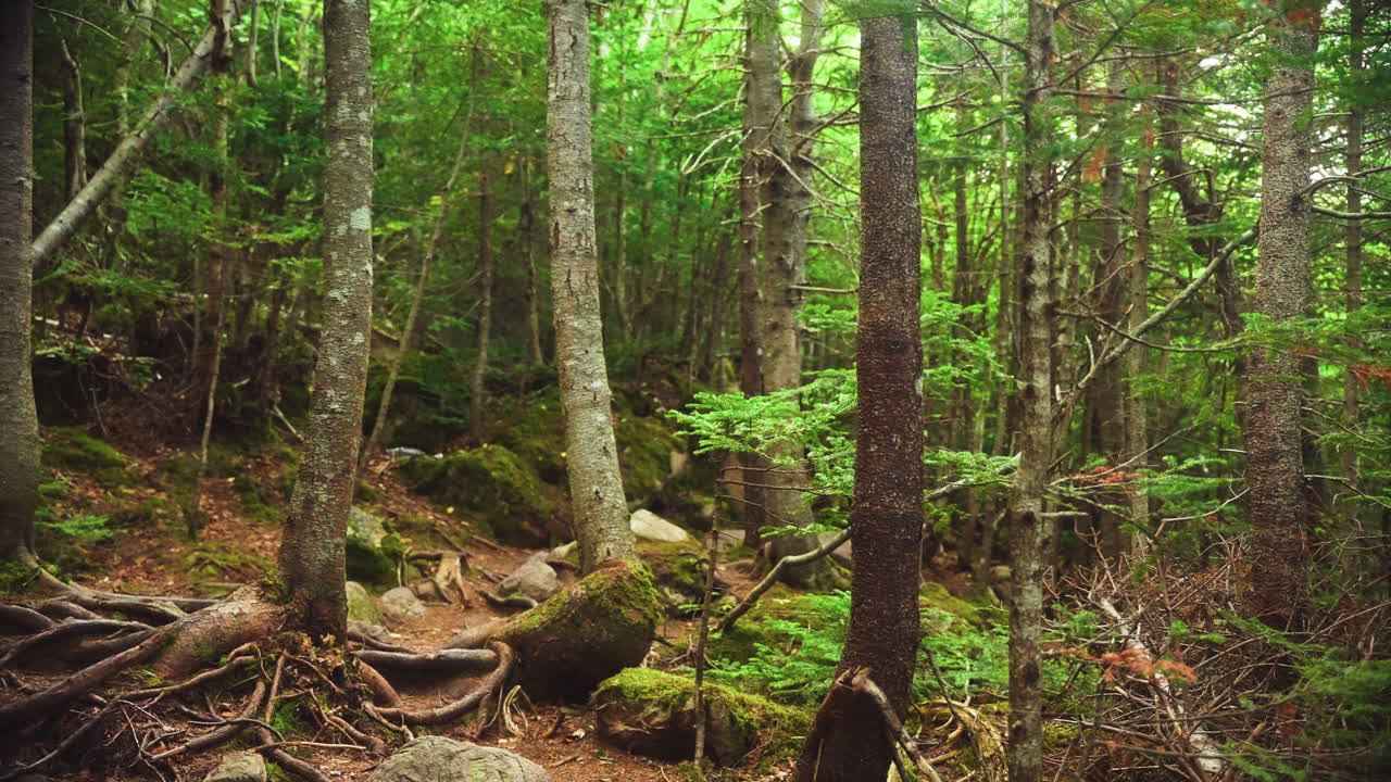Panoramica di una fitta foresta con radici esposte tra gli alberi caduti in una giornata autunnale. St. Johns, Terranova. Canada