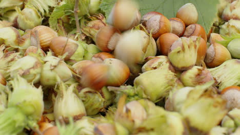 ripe hazelnuts in nutshells are poured into box in garden, big pile of raw fresh picked nuts fruit