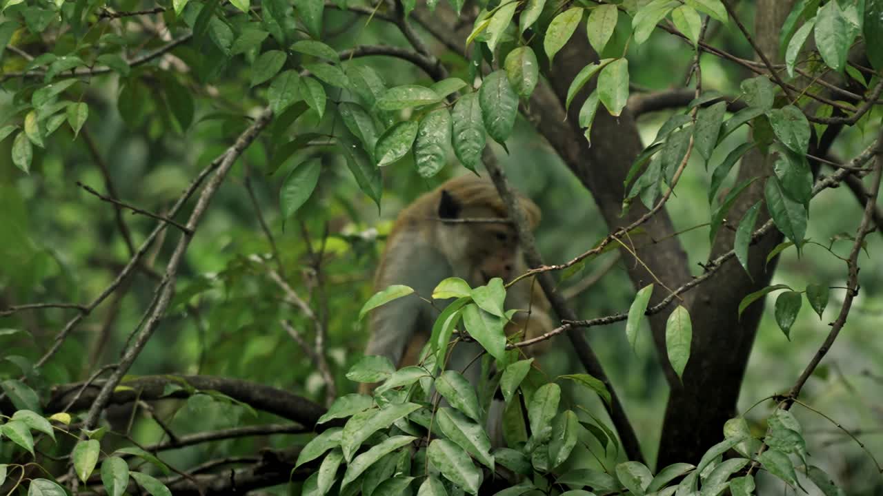 A Sri Lankan monkey takes shelter from the rain in the lush highlands of Ella.