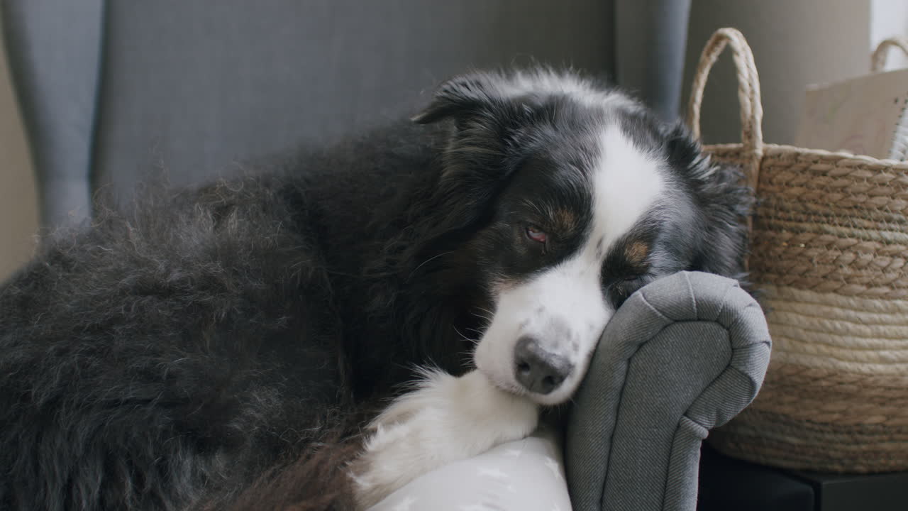 휴식하는 개의 중간 넓은