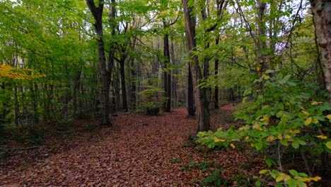 paisaje forestal de otoño