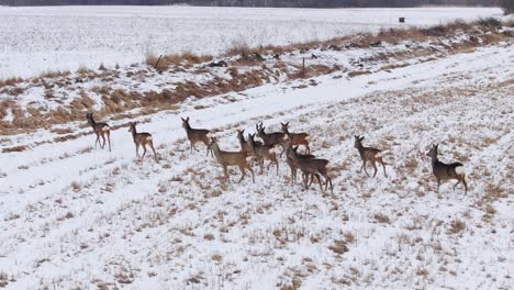 herd of deer swiftly moves across frosty field, approaching the safety of ditch