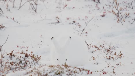 An-Artic-Hare-searching-for-tasty-tundra-vegetation-among-the-early-winter-snow-near-Churchill-Manitoba-Canada