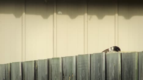 el pájaro carnicero saltando de la valla australia gippsland victoria maffra