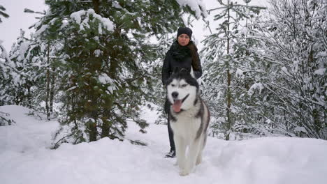 waist up portrait of happy modern couple playing with cute husky puppy outdoors in winter, focus on asian man smiling at camera