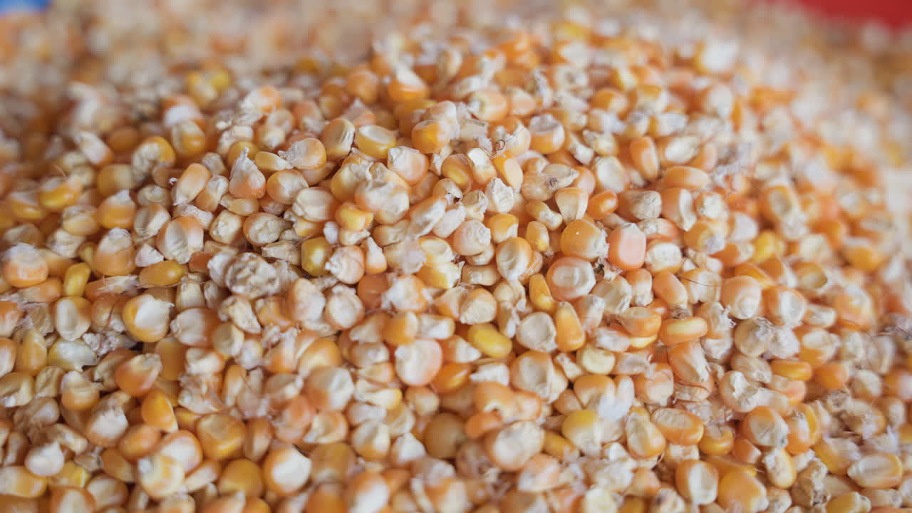 Corn grit display. Detailed image of textured corn kernels on tray in warm light. Intimate shot showcasing vibrant yellow corn grit grains resting on kitchen counter in natural illumination