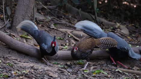 silver pheasants on the ground