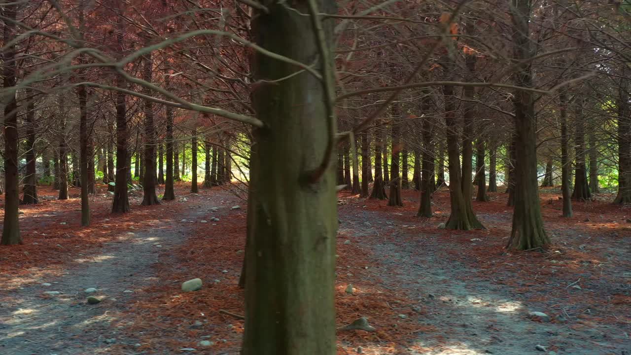 bajo seguimiento sobrevuelo ciprés calvo con agujas de color marrón rojizo que cubren el suelo bajo un dosel natural de ramas desnudas con la luz solar filtrando a través, disparo aéreo de dron