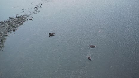 Patos-Silvestres-Forrajeando-Y-Recogiendo-Comida-Del-Lecho-Del-Río-Kamogawa-En-Kyoto,-Japón