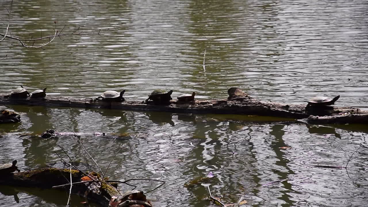나무 어리 위 에 을 고 있는 거북이 들