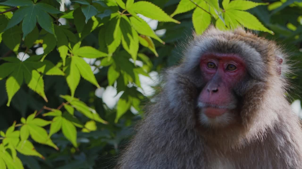 Close-up video of a monkey with lush green leaves in the background