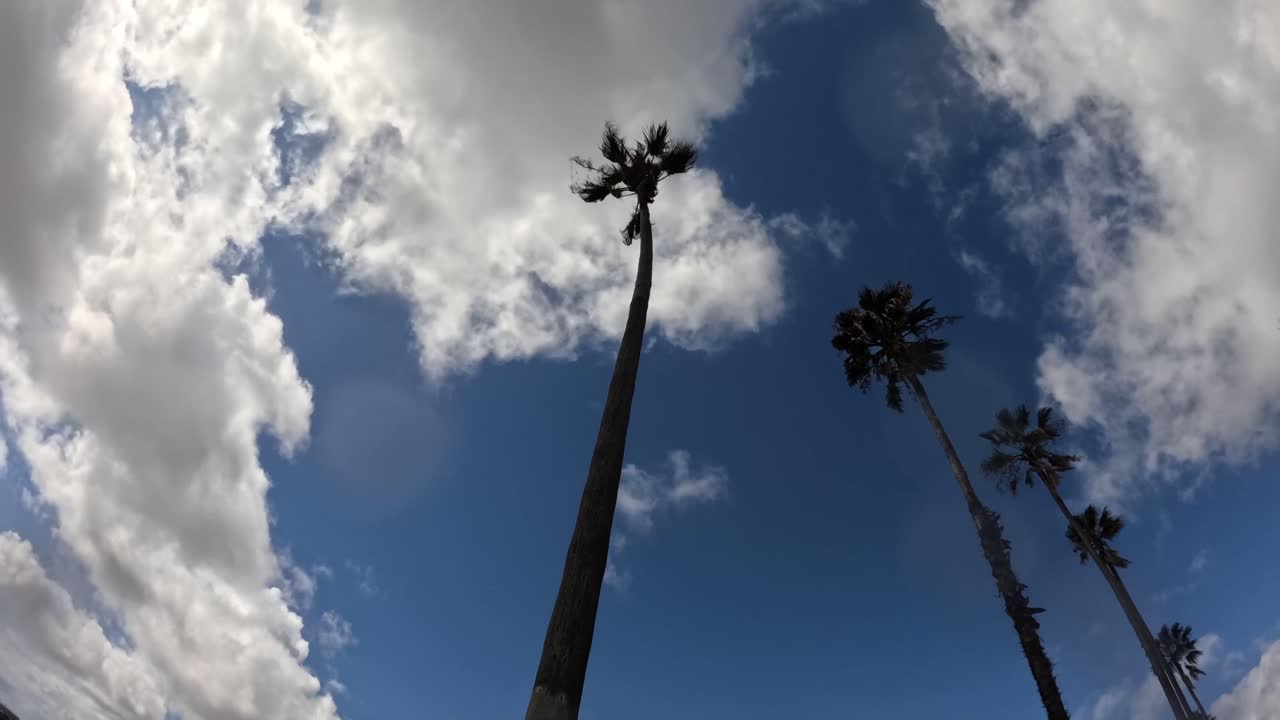 Palm trees sway gently under heavy rain clouds in Los Angeles, blending tropical beauty with a moody sky, evoking cinematic calm before the storm.