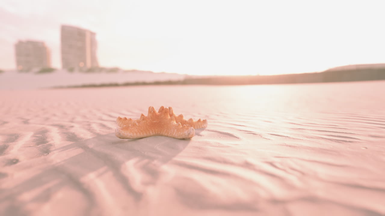 해가 지는 모래 해변 에 있는 바다 별
