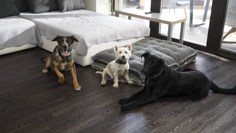 three different dogs below sofa in modern apartment, two walk away
