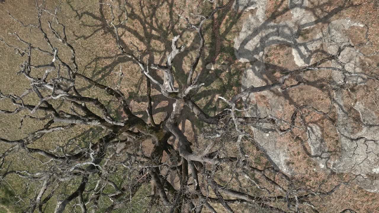 카탈루냐, 스페인의 시골에 있는 고대 나무, 레이디스 오크, 로블레 드 라 세노라, 유럽의 매우 오래된 자연 랜드마크