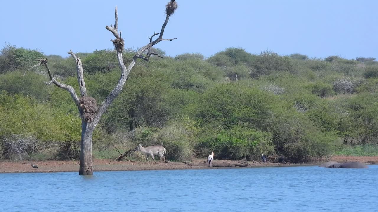 Female nyala antelope and bird by lake in Kruger Park in South Africa