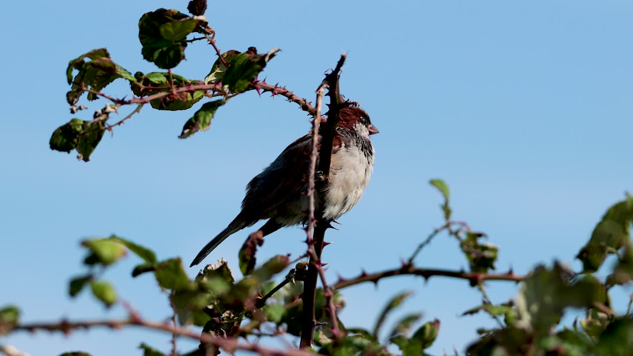 el gorrión en la rama en brighton, east sussex