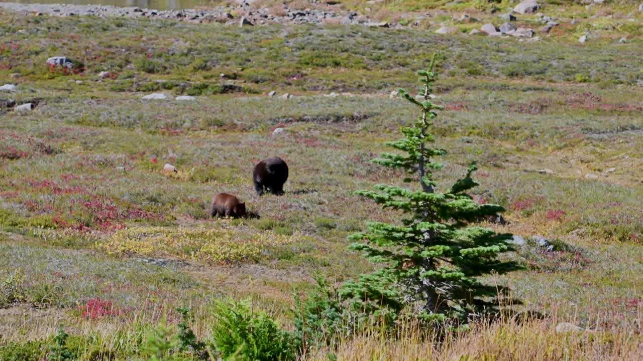 A mother bear and cub walk through an open alpine meadow in late summer