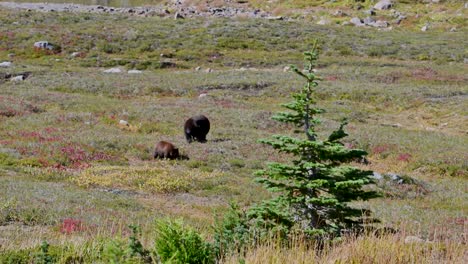 a mother bear and cub walk through an open alpine meadow in late summer