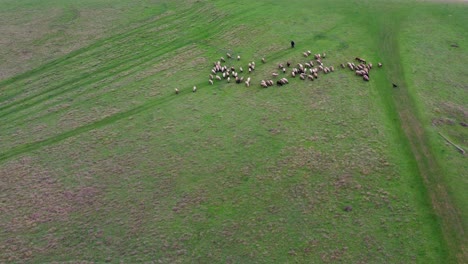 Flock-of-Bulgarian-sheep-herded-by-shepherd-and-dog-aerial-view