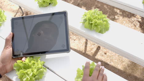 using tablet, person inspecting hydroponic lettuce plants in greenhouse garden