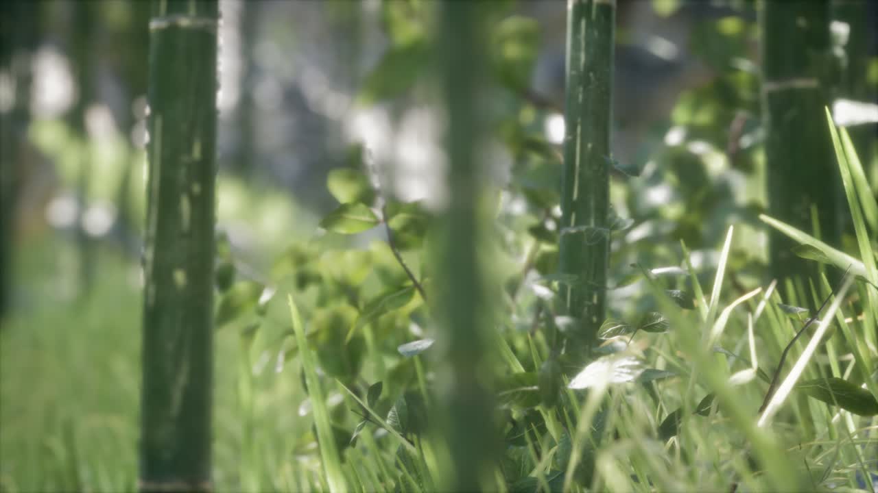 fondo de bosque de árboles de bambú verdes