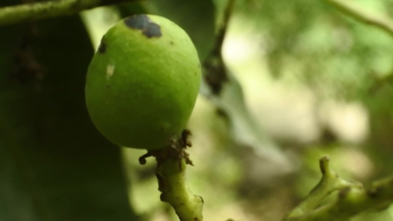 Giovani manghi attaccati all'albero si muovono nel vento
