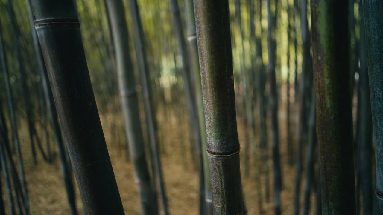 Primo piano di tronchi di bambù in una fitta foresta con messa a fuoco morbida e tonalità verdi naturali, che crea uno sfondo calmo, astratto e suggestivo.