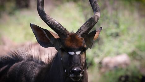 Primer-Plano-De-Nyala-En-La-Selva-Africana-Salvaje,-Cámara-Lenta,-Zimbabue,-África