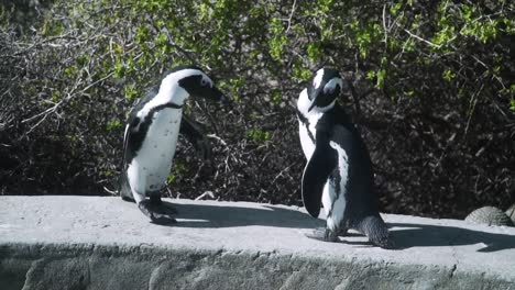 Dos-Pingüinos-Del-Cabo-Caminando-Sobre-Una-Roca-En-Un-Día-Soleado-En-Ciudad-Del-Cabo,-Sudáfrica