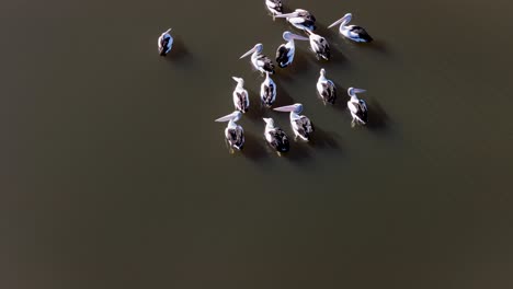 aerial view of pelicans interacting and moving in shallow water