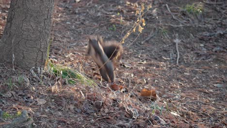 eurasian gray squirrel looking for nuts and jumps on a tree - slow-motion