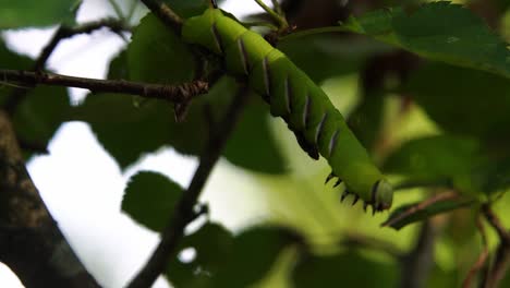 Zeitlupenclip-Einer-Liguster-Hawk-Moth-Raupe,-Die-Kopfüber-Auf-Der-Suche-Nach-Einem-Neuen-Blatt-Hängt