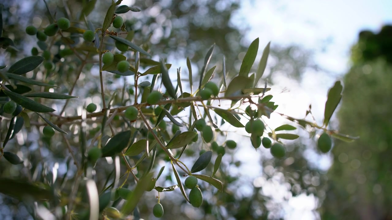 Olive verdi pendono da un ramo d'ulivo mentre la luce del sole filtra tra le foglie circostanti