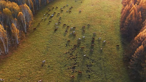 cows grazing in autumnal meadow