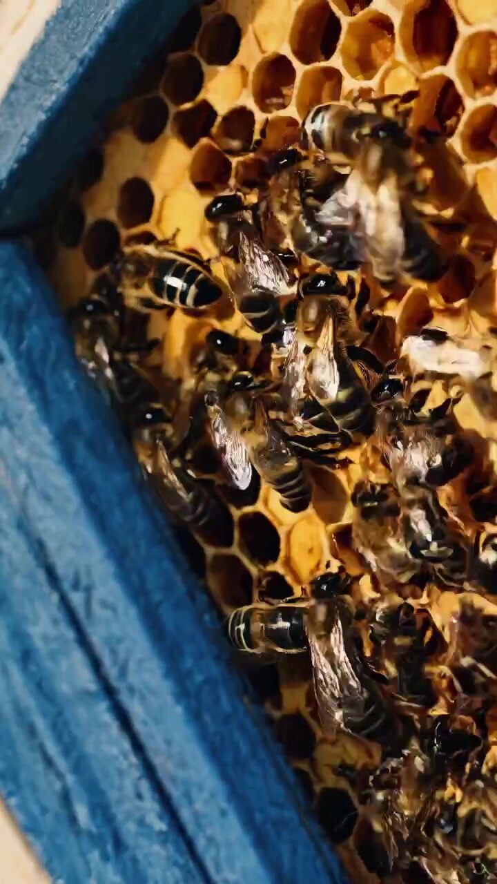 Honey Bees Working on Honeycomb in a Beehive