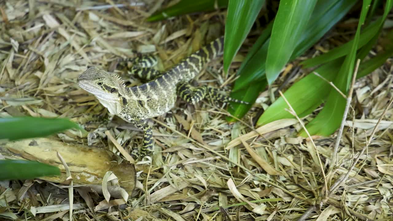 Eine Aufnahme aus der Vogelperspektive einer australischen Wasserdrachenechse, die regungslos auf Rindenmulch verharrt.
