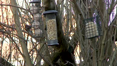 a house sparrow feeding on fat balls hanging in a lilac tree in a bird feeder