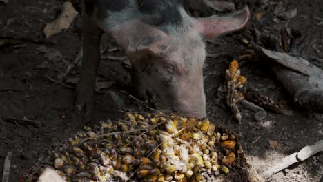 Granja-De-Animales-Con-Cerdos-Comiendo-Fruta-De-Palmera.