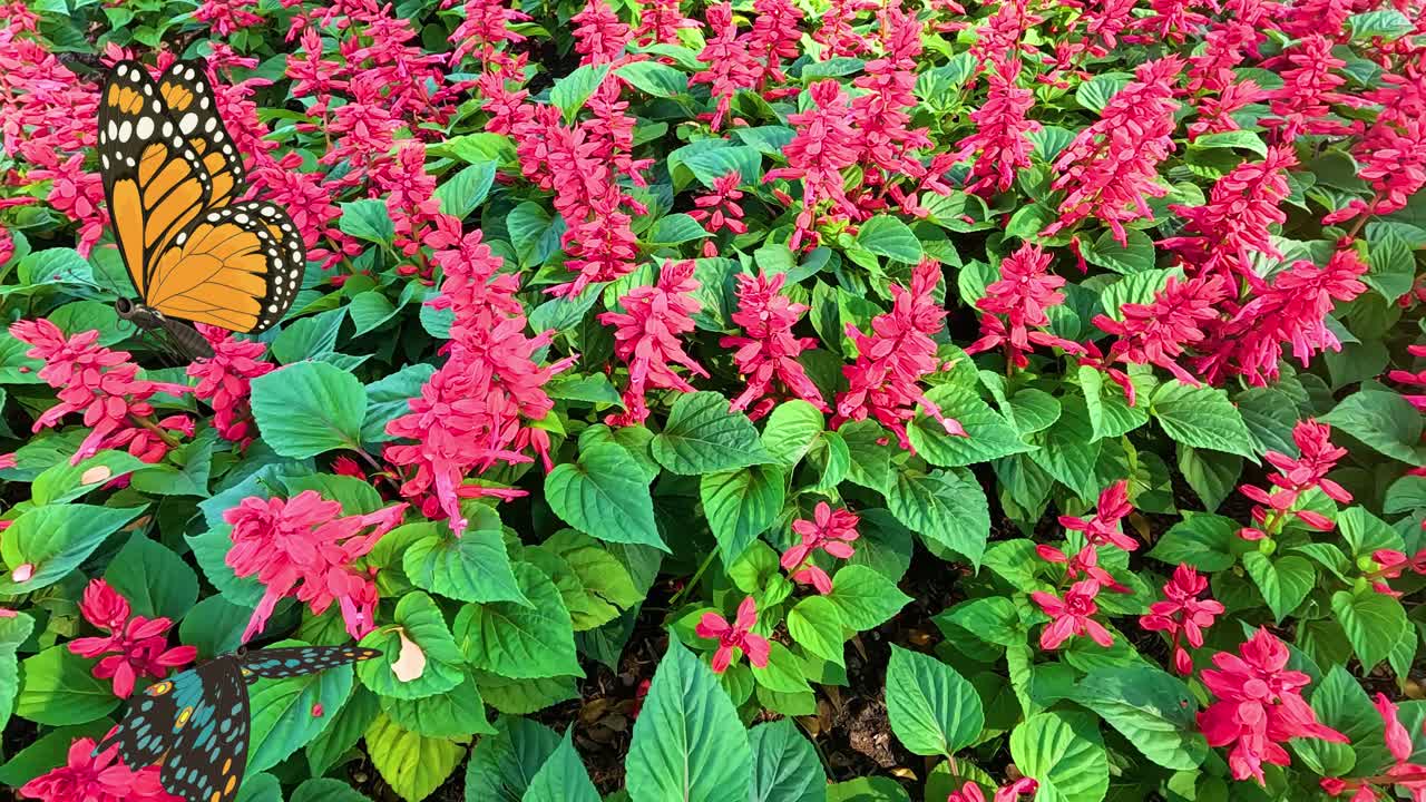 A butterfly flutters gracefully over vivid red flowers, showcasing nature's beauty in a dynamic, colorful animation