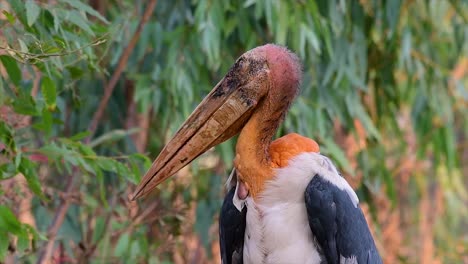 Ein-Großer-Vogel-Aus-Der-Familie-Der-Storche,-Der-In-Südasien-Weit-Verbreitet-Ist-Und-Jetzt-Aufgrund-Des-Verlusts-Seines-Lebensraums-Gefährdet-Ist