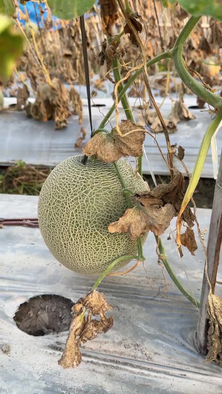 Ripe Cantaloupe Melon Hanging on Vine in Greenhouse