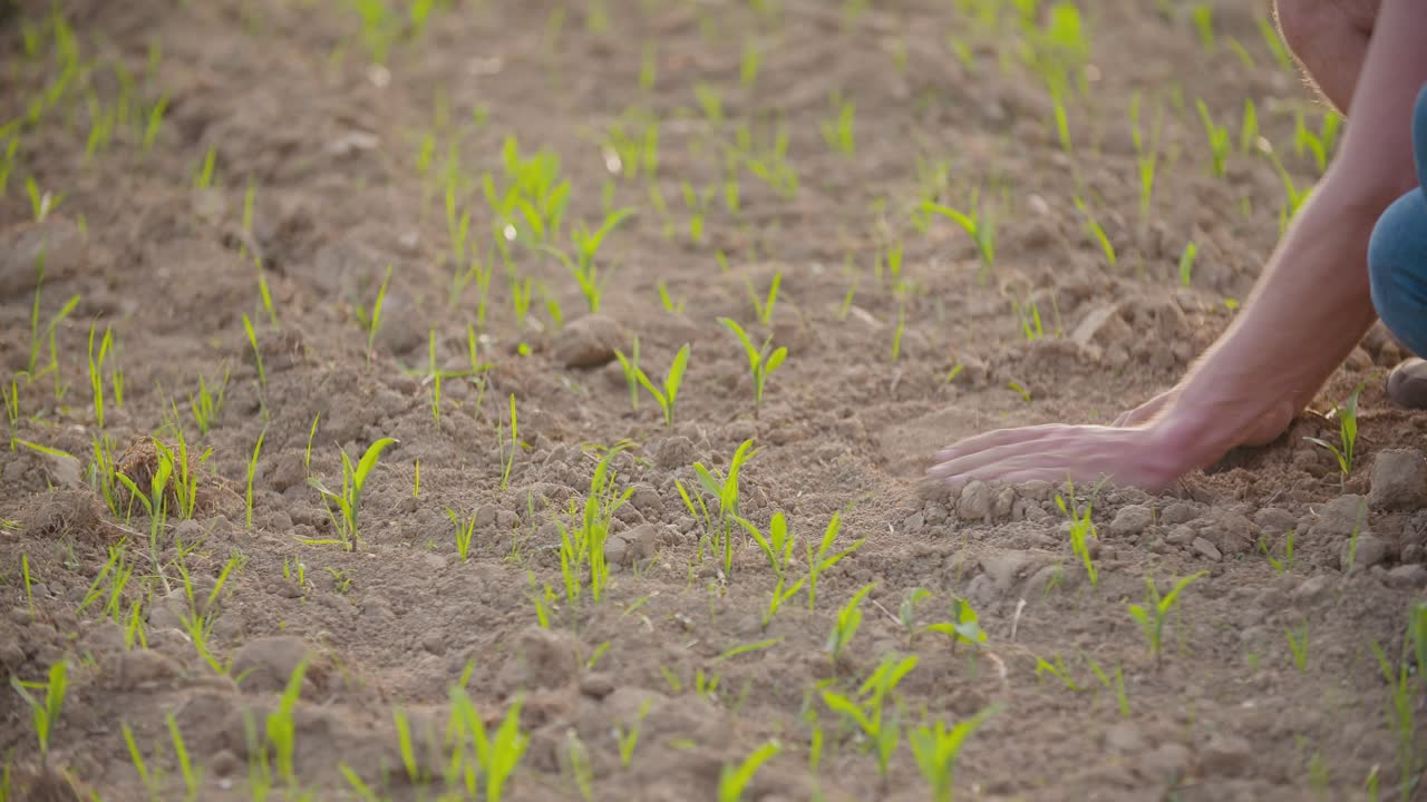 Farmer Examining Dry Soil 2