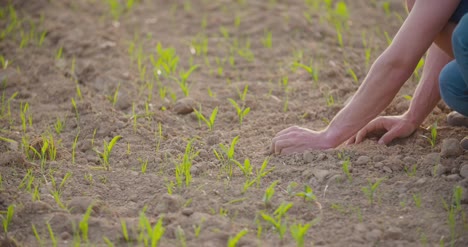 farmer examining dry soil 2