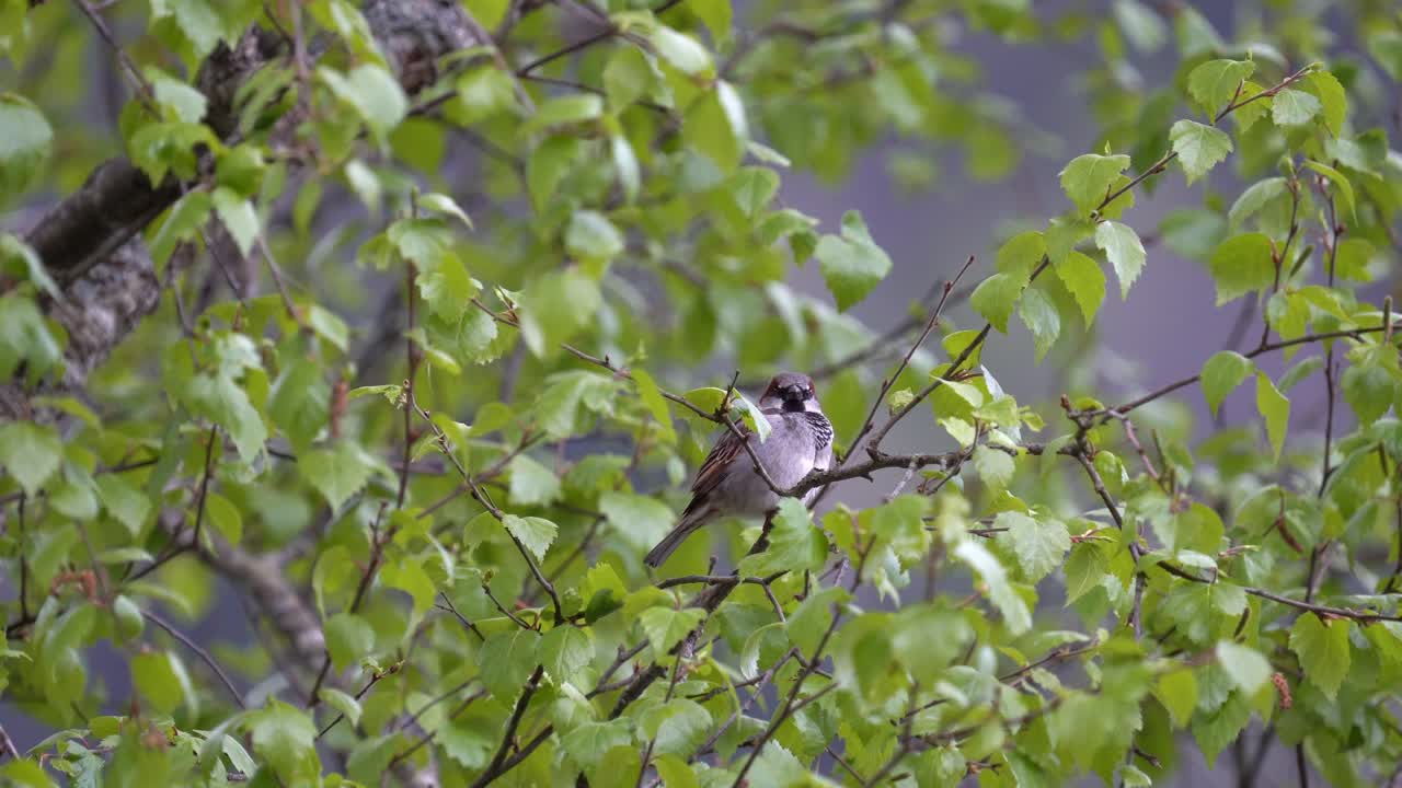 House Sparrow sitting in a birch tree and singing beautiful melody - Filmed in Norway Europe