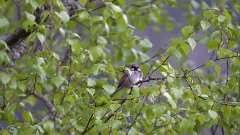 house sparrow sitting in a birch tree and singing beautiful melody - filmed in norway europe