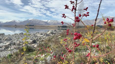 vibrant red berries and rocky terrain frame a serene view of lake tekapo under a partly cloudy sky