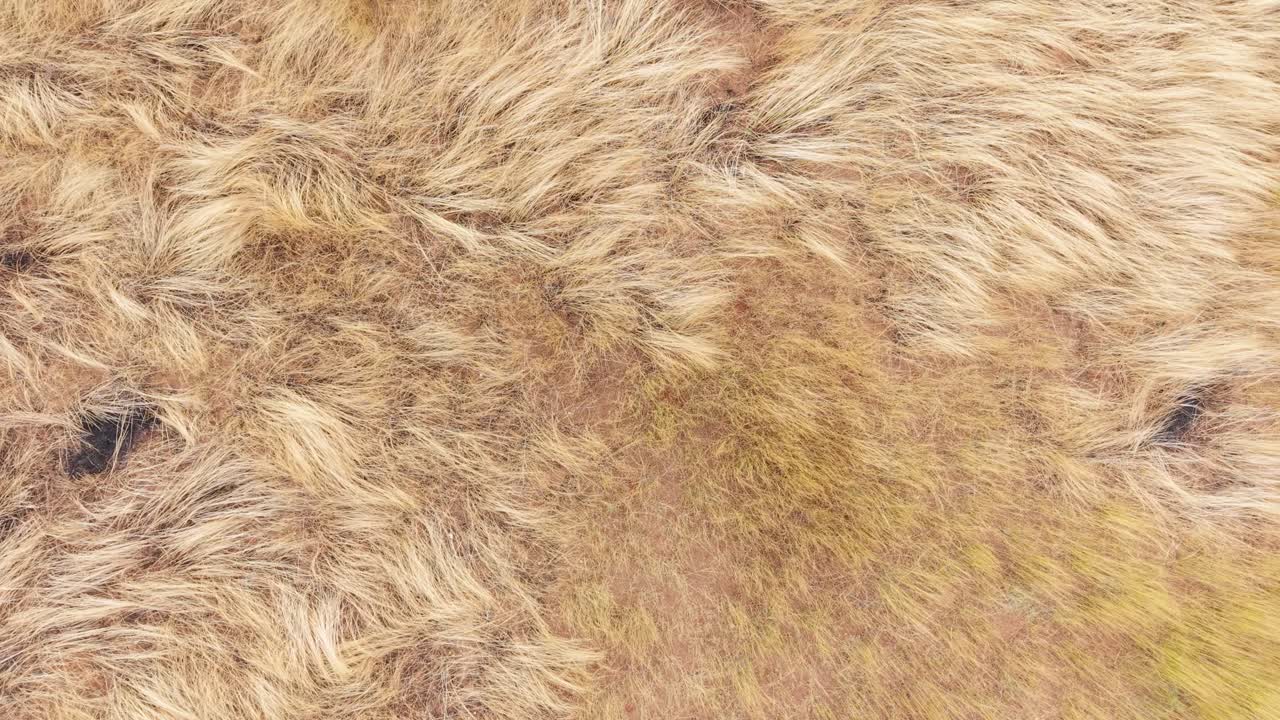 Cinematisk luftvideo af tørt græsland med synlige brændte græspletter og stråteksturer, der viser tørkeforhold, tørre landskabsformer og organisk landlig jordoverflade under naturligt dagslys
