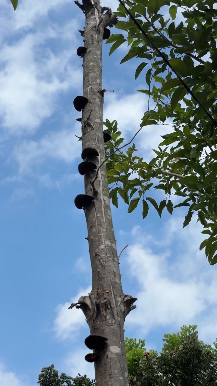 Funghi a mensola che crescono su un alto tronco d'albero contro un cielo azzurro